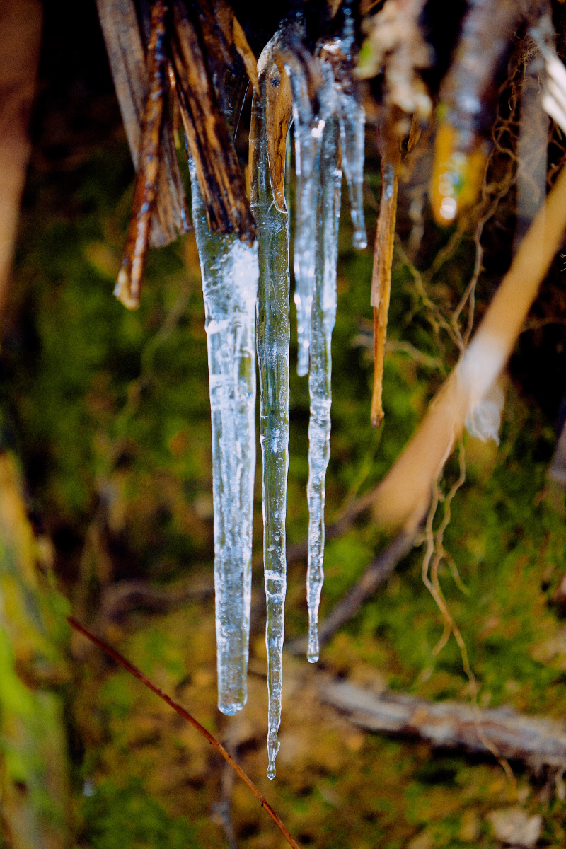 南方多年未见的冰凌这个冬天会很冷
