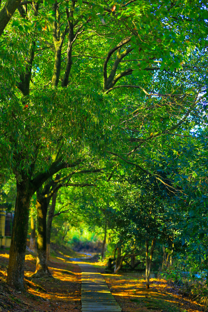 深秋龙游龙洲公园里的林荫小道