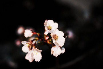 BCC650CB-6FE7-47E5-A768-9AAF8FF2F7CF/L0/001