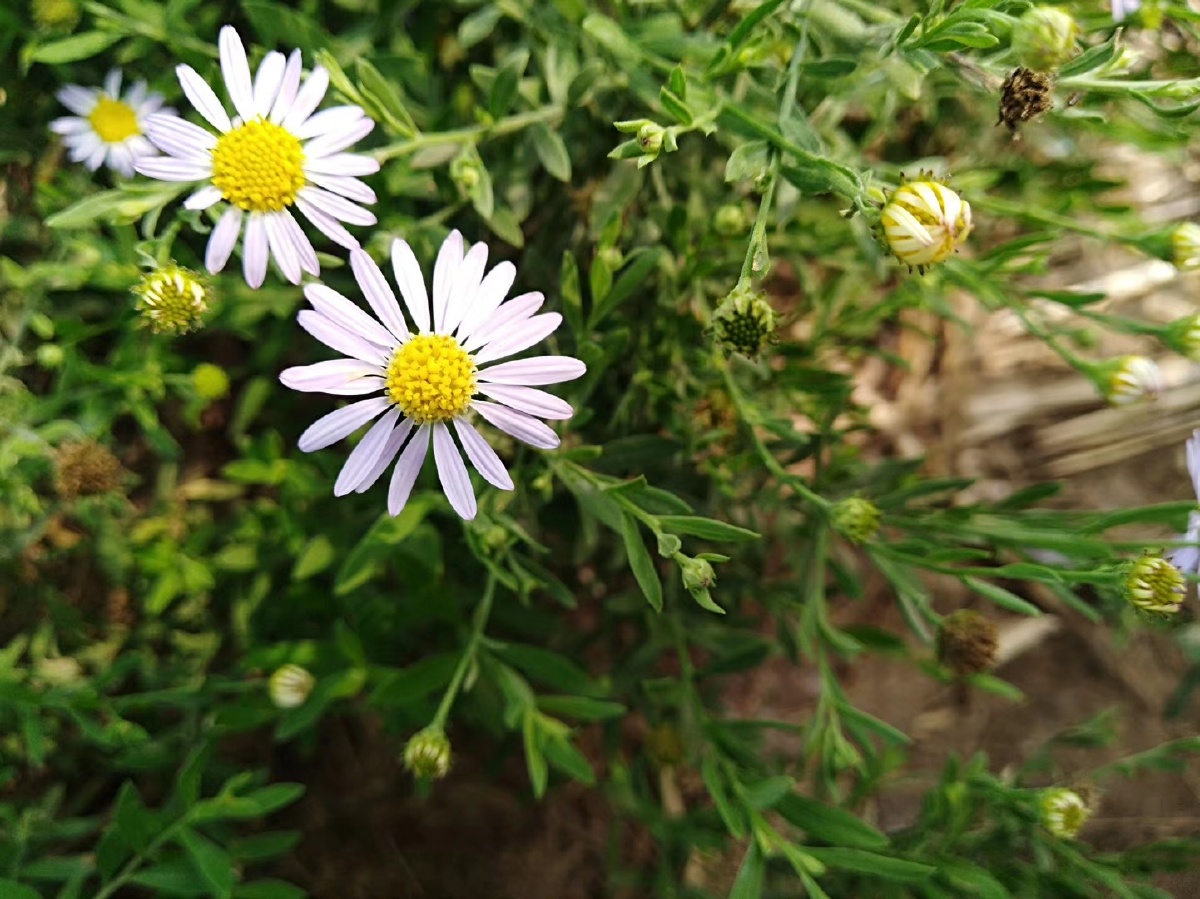 夏季的田野,野生的小雏菊