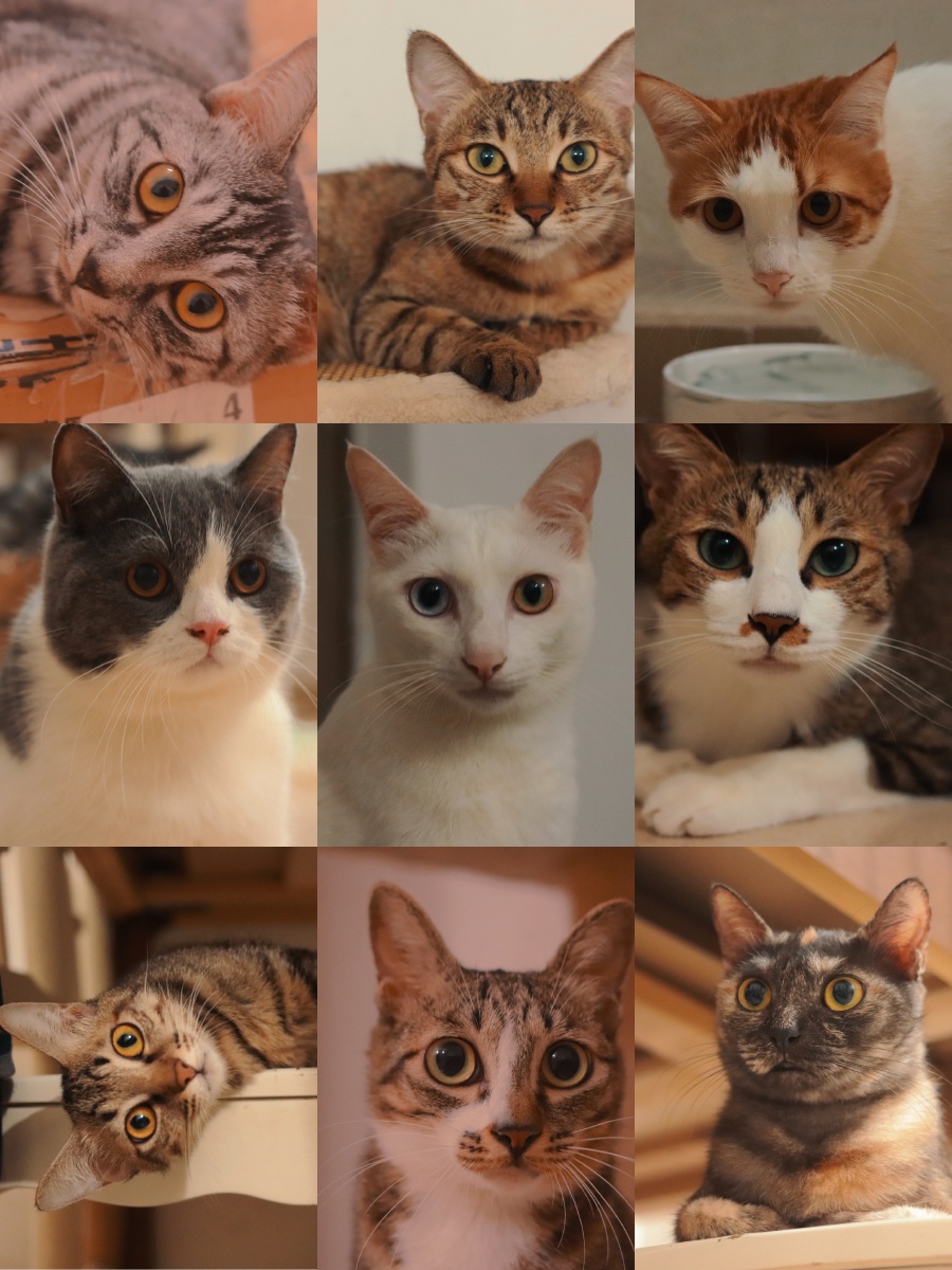 今天是九只大头bb - tiger有九子 - 图虫