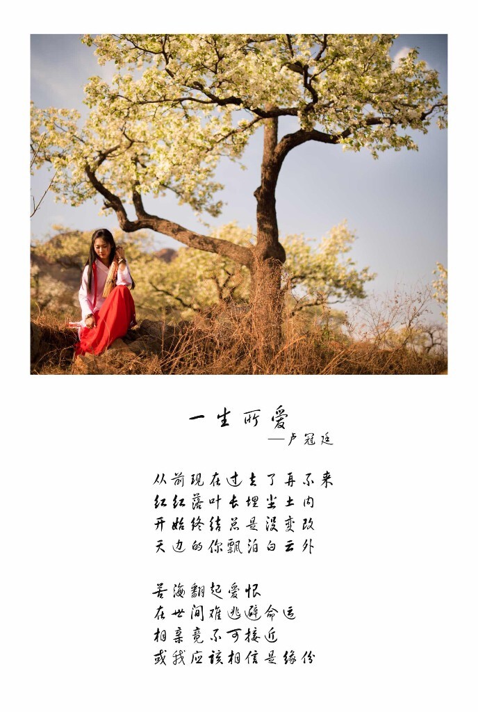 梨树