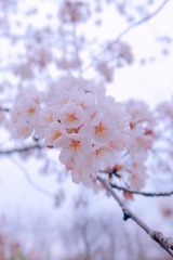 12A8F409-7FB2-4F75-AED4-251ED492A885/L0/001