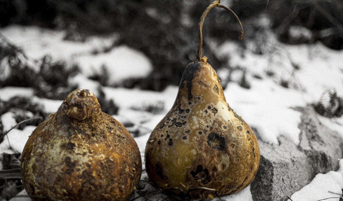夏天的时候放学回家,来上一瓢井