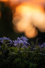 04050043-D2F9-4F77-9DCC-84E1ED8EE2C3/L0/001