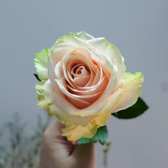9F70D351-33A7-43DB-8147-0FEB201C448A/L0/001