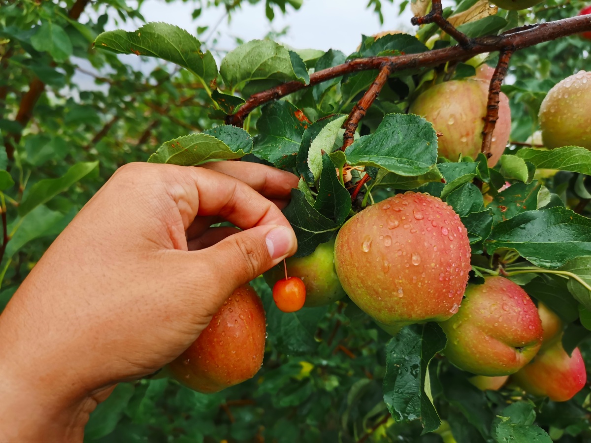 大苹果和小苹果