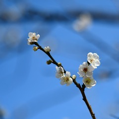 D8A1A615-D9BF-4EF1-93EA-0D0D7539D9D3/L0/001