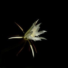83259EAD-91CA-4175-B117-CF969CC55597/L0/001