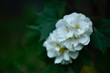 6890B180-FF50-444B-B7FB-5B64E9AA135B/L0/001