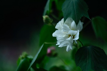 C7A42AE6-AAFB-40B0-A31F-13283B6D9F86/L0/001