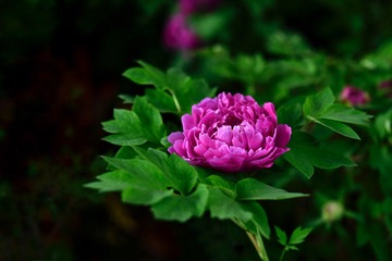 72D5A625-5586-4C26-805F-C69BC6D8ACC1/L0/001