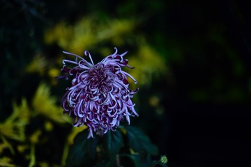 106BCB7E-4F58-474A-AAA8-C8DCEF095090/L0/001