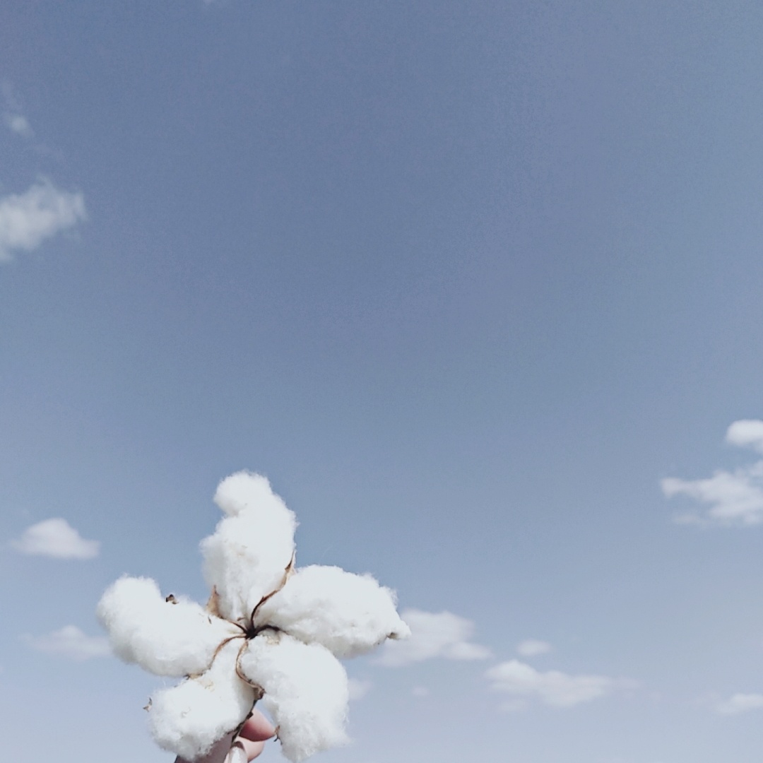 一朵棉花与云朵的结合,是世界上最好的组合