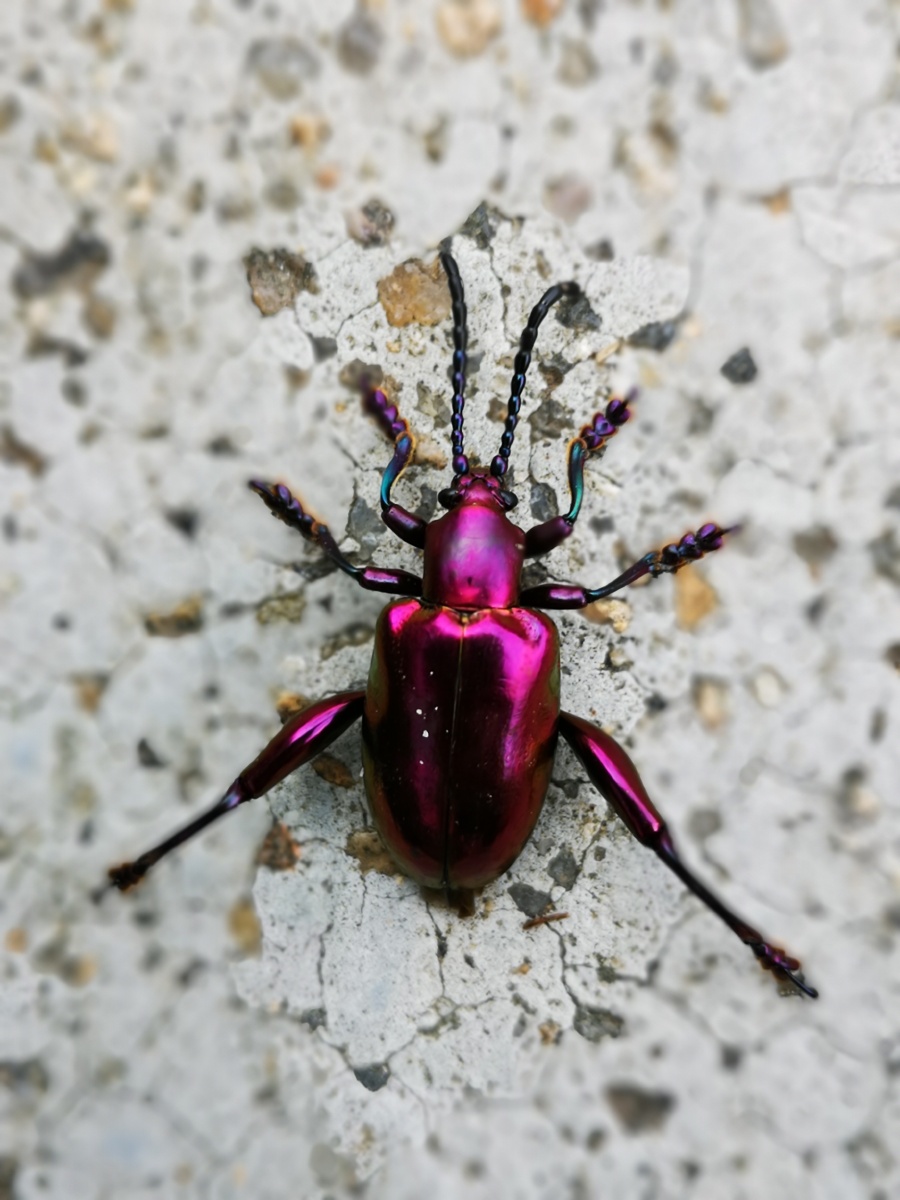 昆虫记热带的昆虫色彩真是鲜艳最后一图是彩虹楸甲