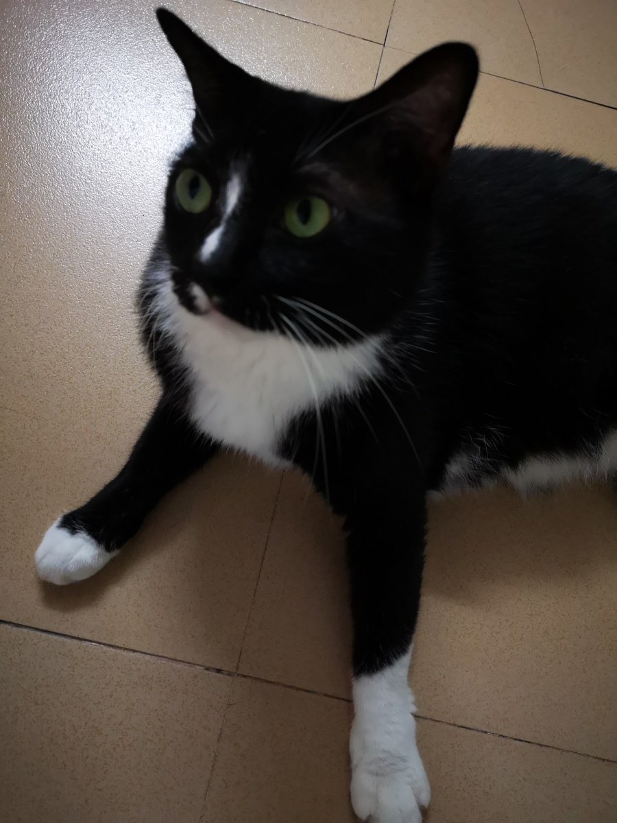 一白一黑的嘴帅气鼻梁思考人类问题让我歪歪手好好想一想