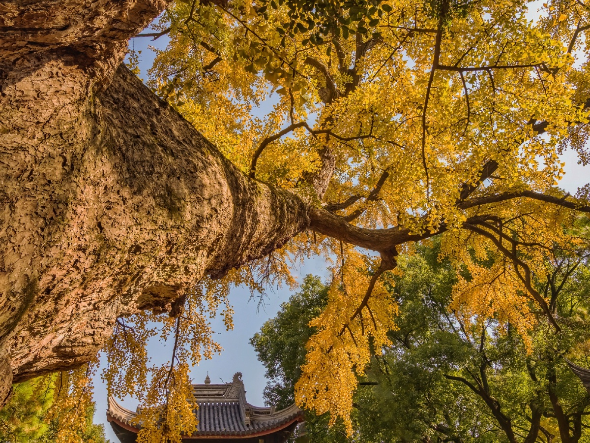 无锡惠山寺的古银杏