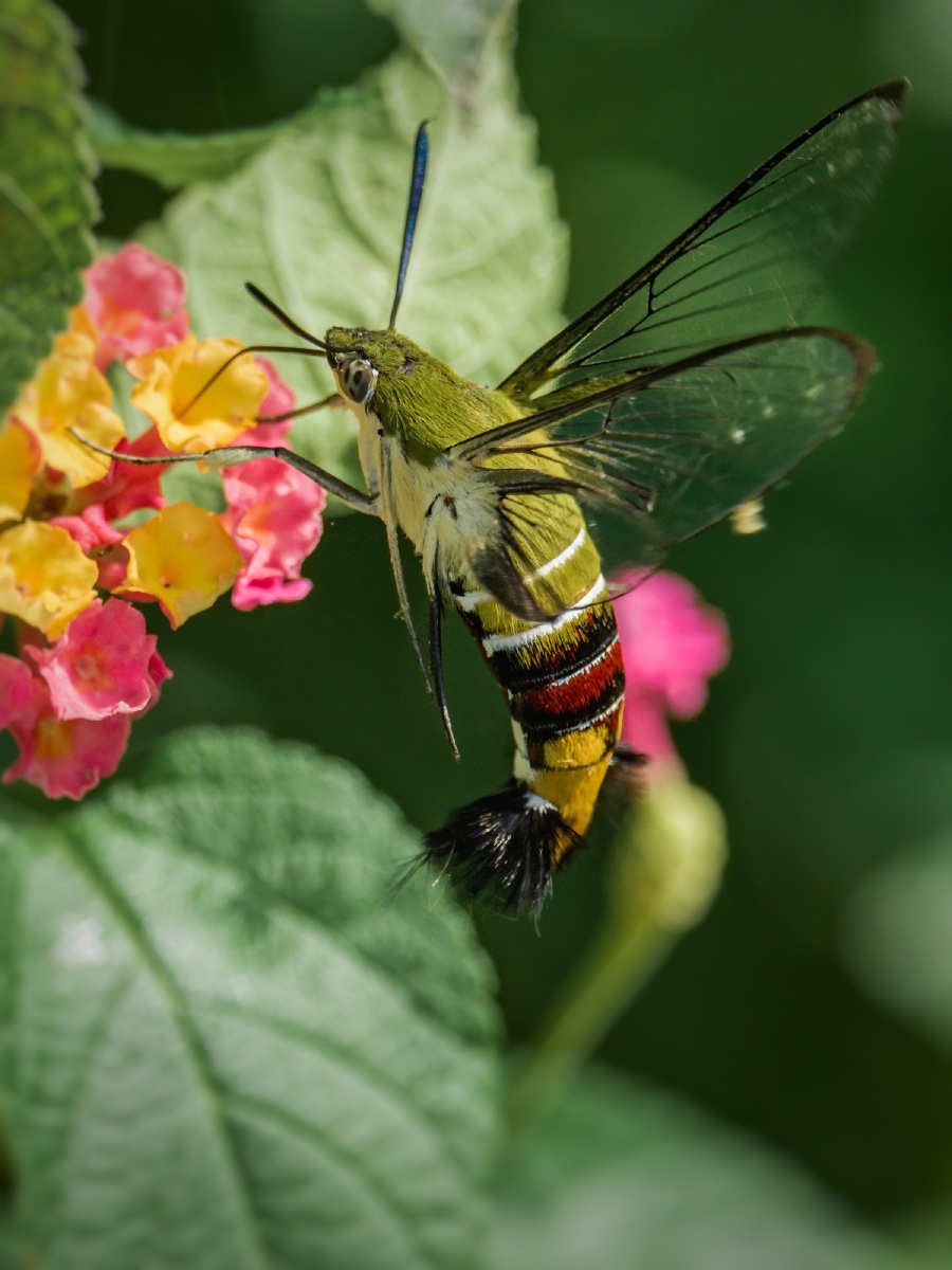 透翅蜂鸟鹰蛾