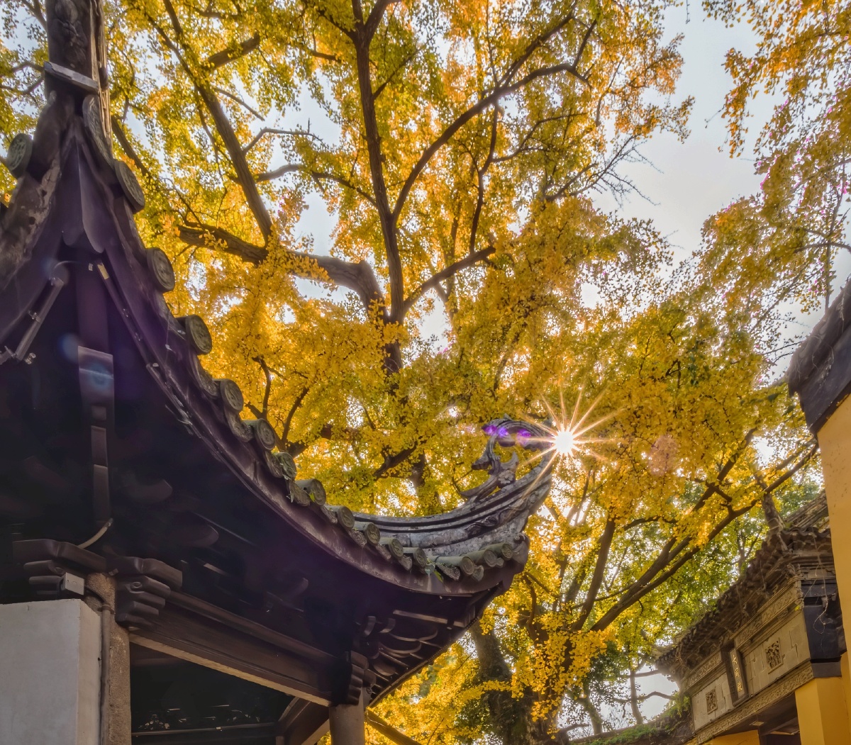 无锡惠山寺的古银杏