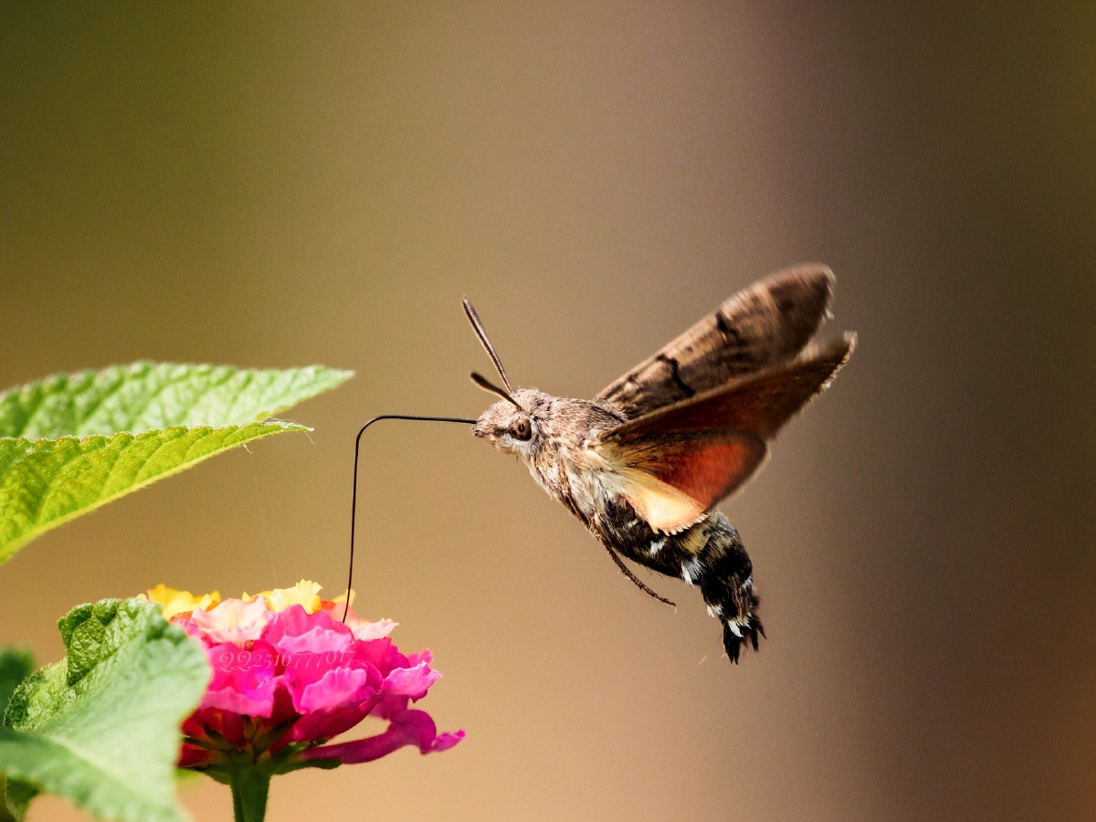 长喙鹰蛾蜂鸟蛾