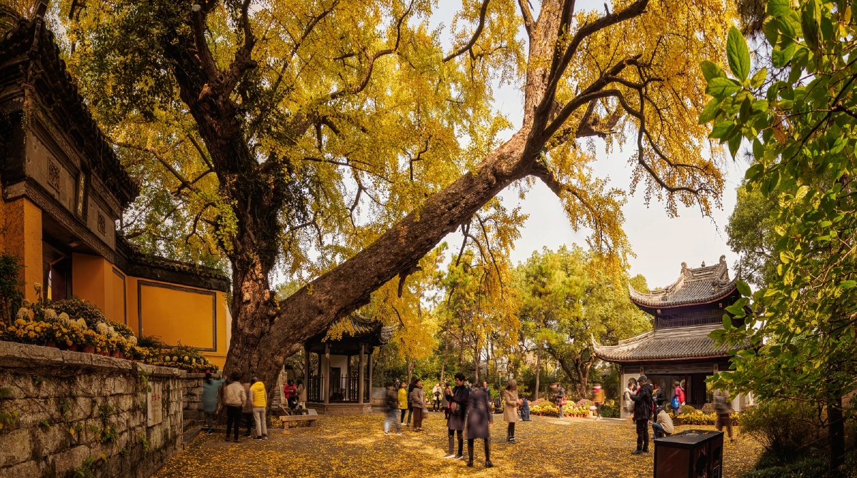 古银杏树三惠山寺