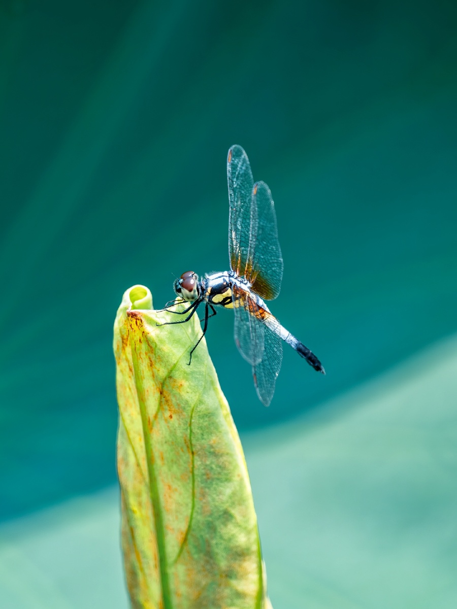 荷叶上的蜻蜓一