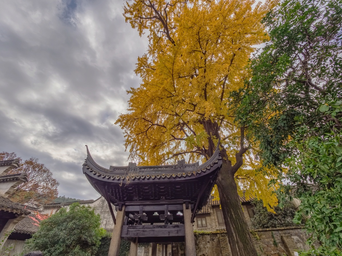 无锡惠山古镇顾可久祠堂的古银杏