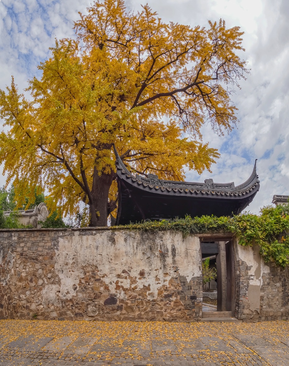 无锡惠山古镇顾可久祠堂的古银杏