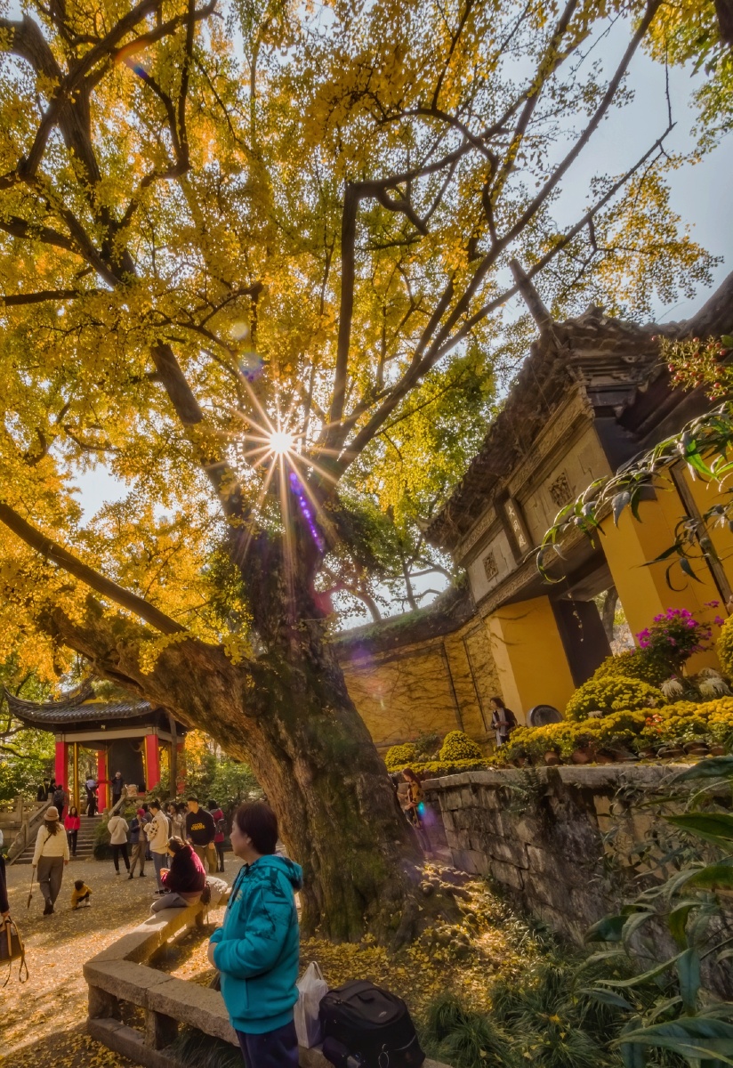 无锡惠山寺的古银杏