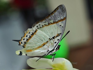 4603135