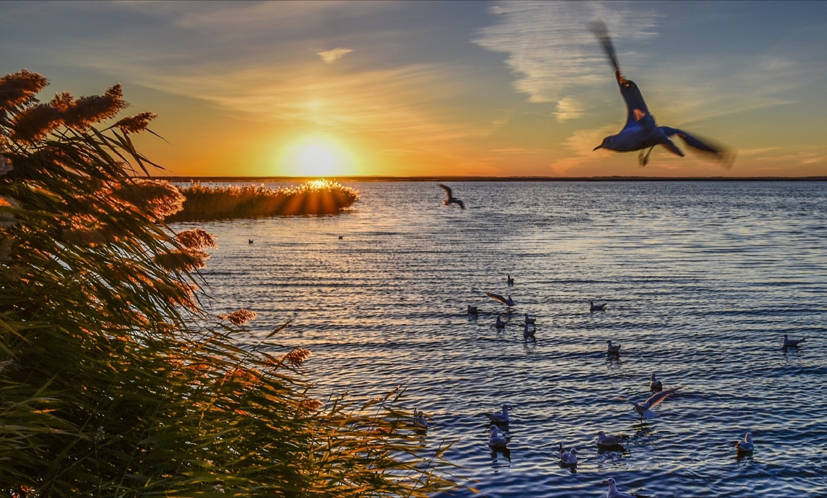 大批的水鸟随着太阳的冉冉升起在翩翩起舞!