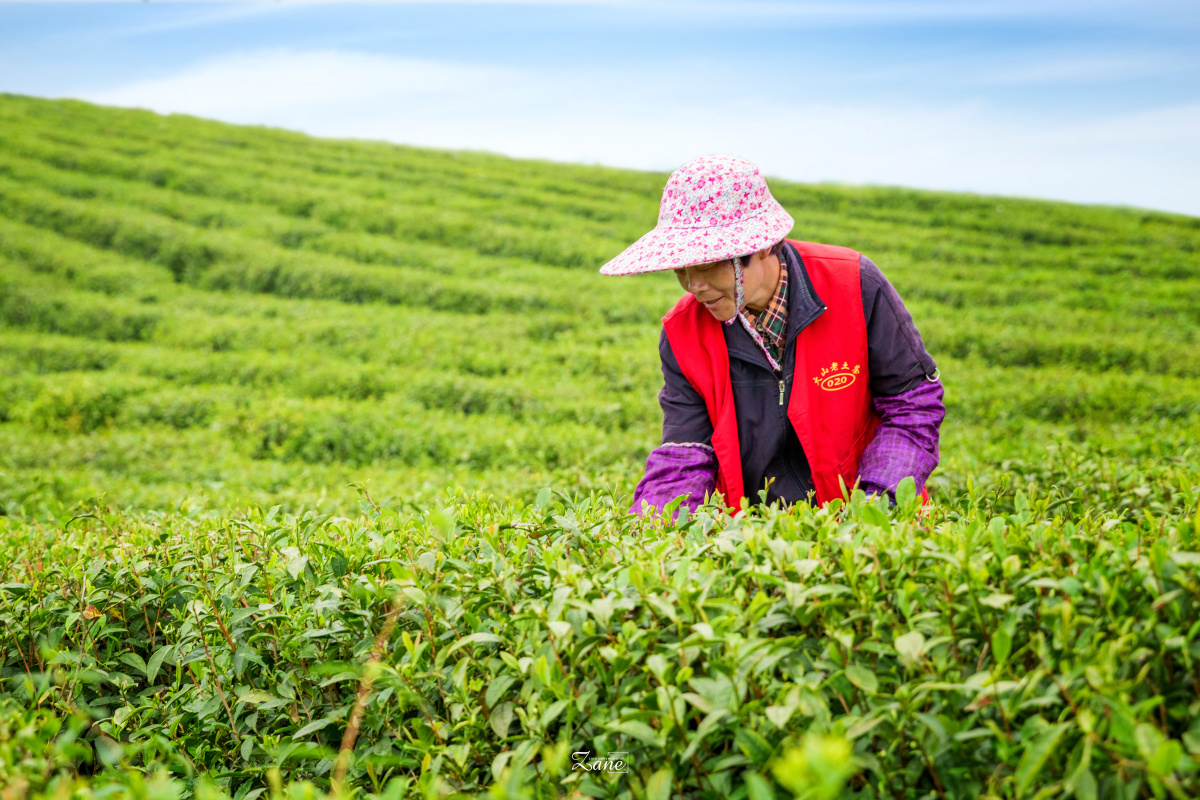 满山茶树亲手种,辛苦换得茶满园. - 透明烟火 - 图虫