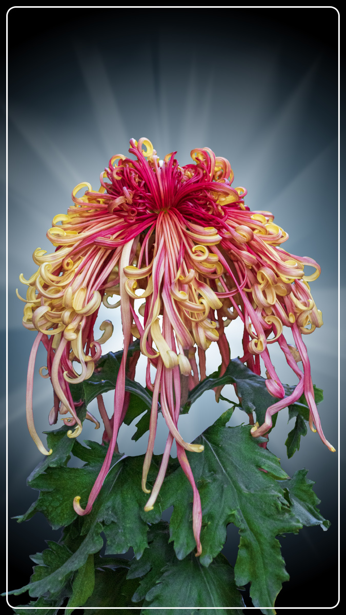 冬菊- laolululao - 图虫