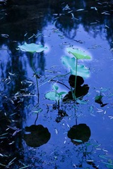 20090627-IMG_0536