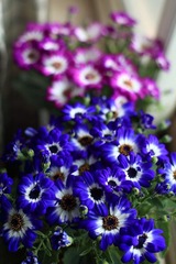 20100411-IMG_2883