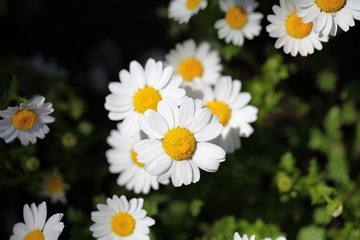 20100410-IMG_2835