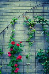 20100601-IMG_4018
