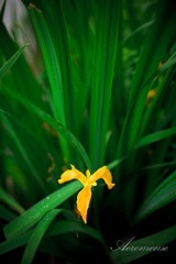 20100601-IMG_4011