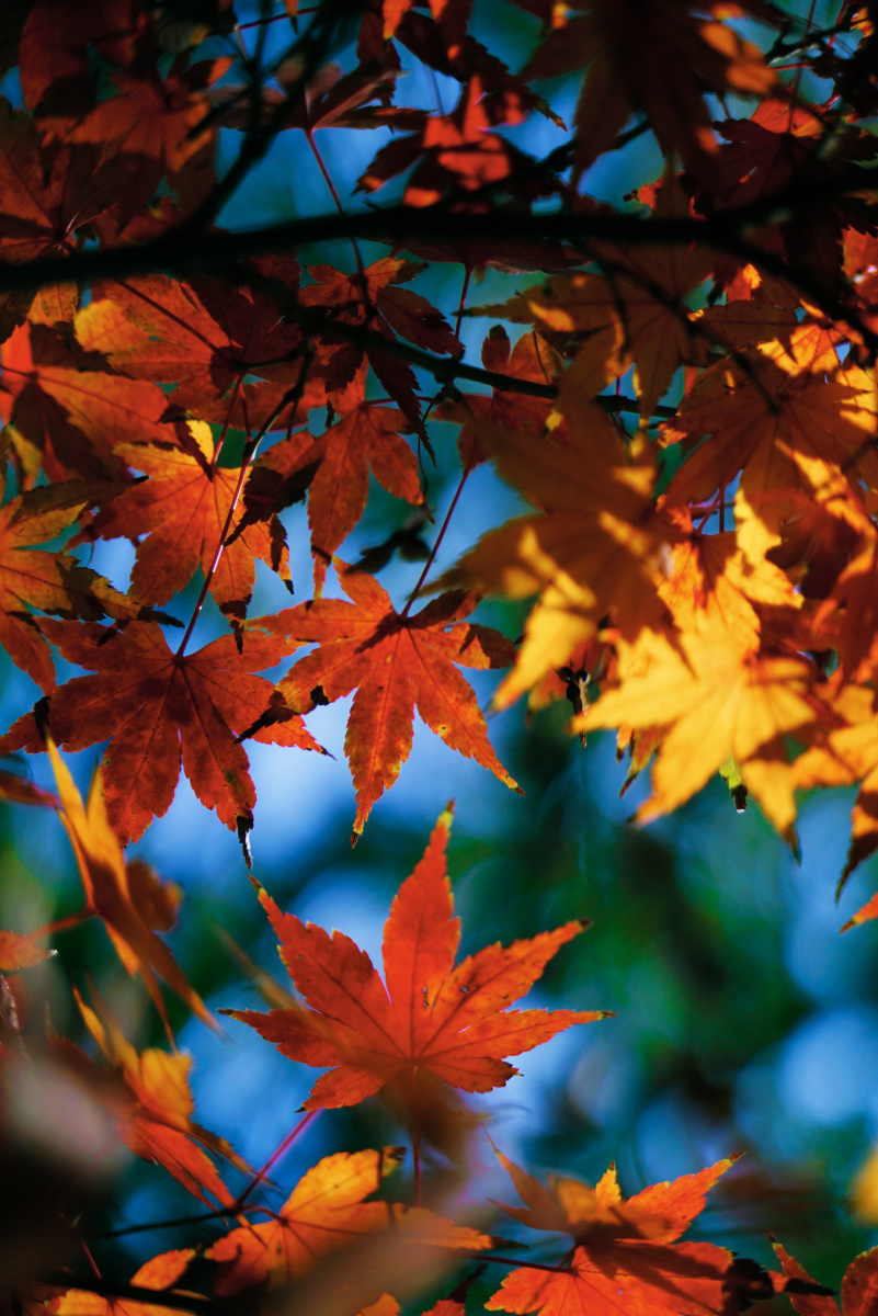 楼下的枫叶,在阳光的照射下,通透漂亮