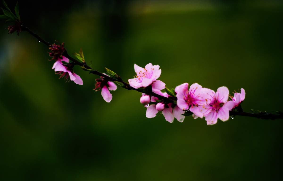 竹外桃花三两枝