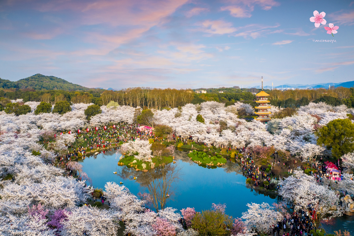 武汉东湖樱花园