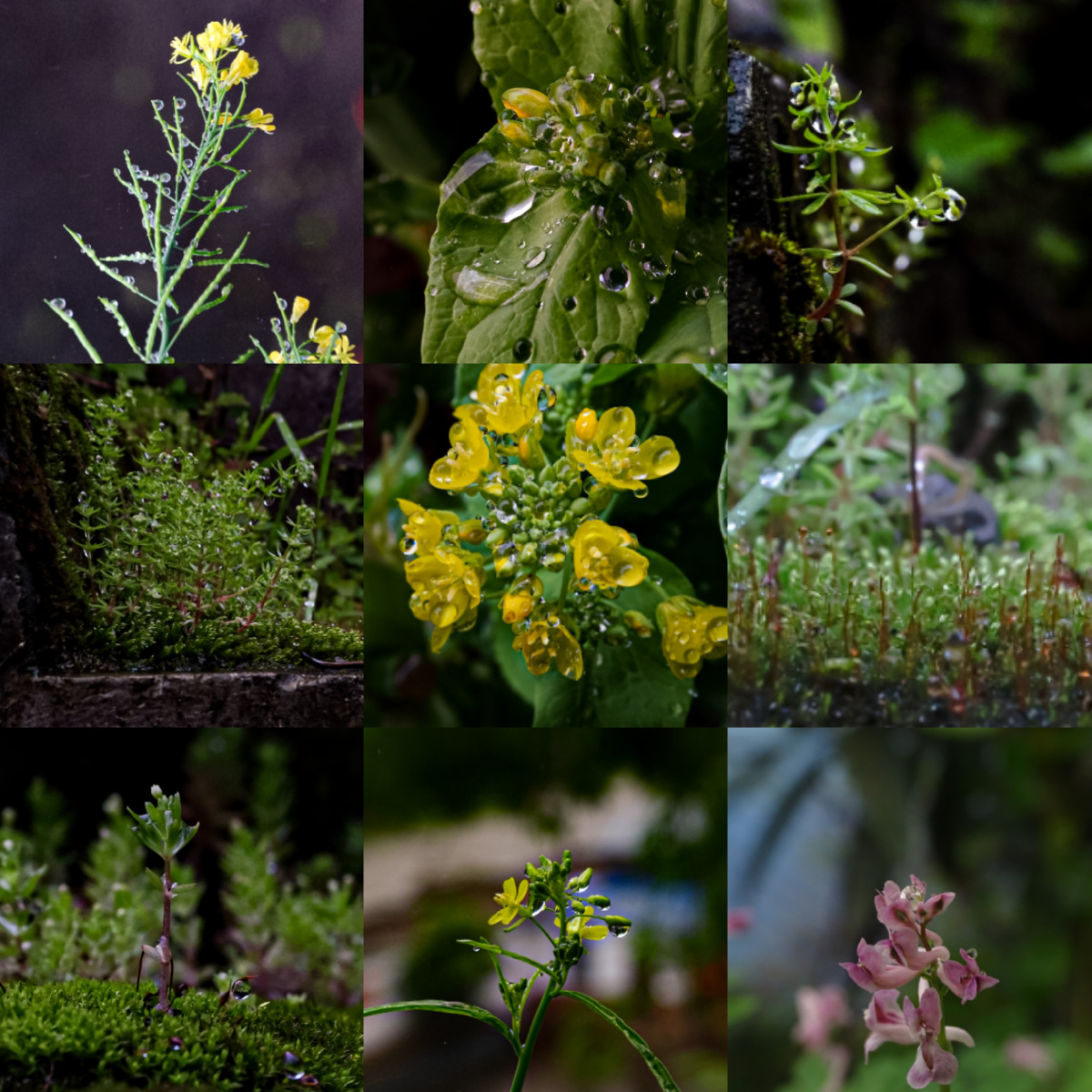《雨露微草》透过清明水珠,遇见不一样的风采 - 流