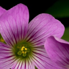 P4140027