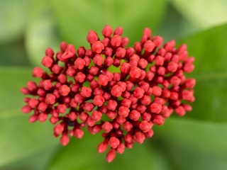 P4220066