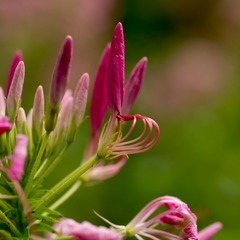 醉蝶花8