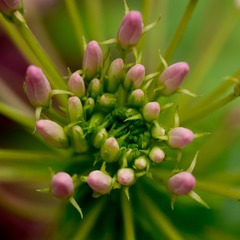 醉蝶花2