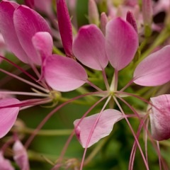 醉蝶花5