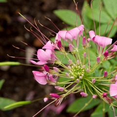 醉蝶花3