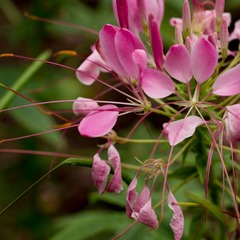 醉蝶花4