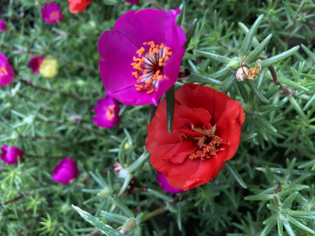 红色多层花瓣玫红色掐不死太阳花